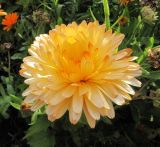 Calendula officinalis