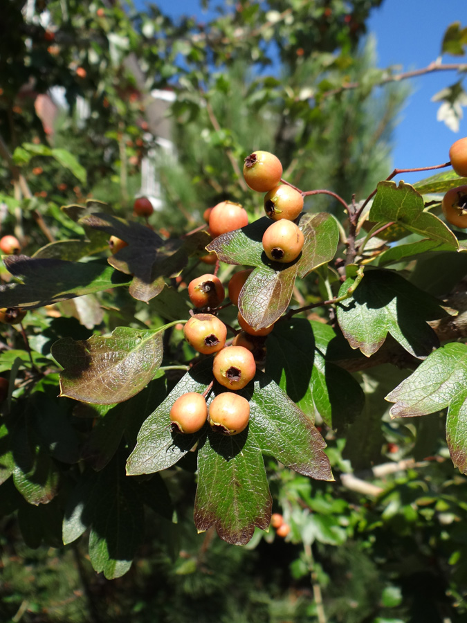 Изображение особи род Crataegus.