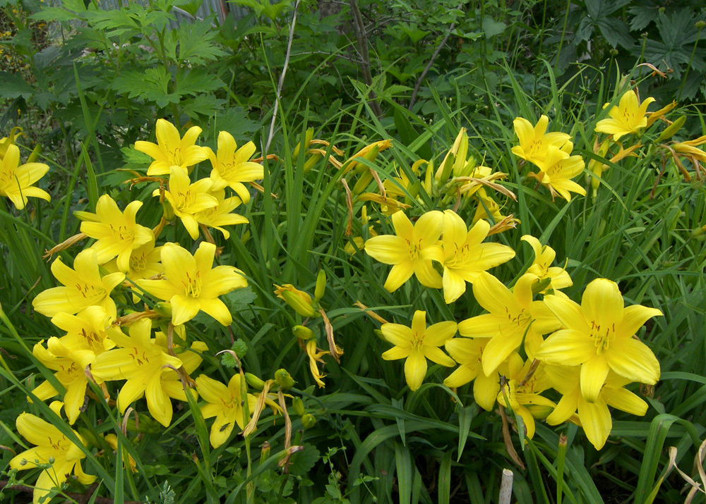 Image of Hemerocallis dumortieri specimen.