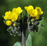 Alkanna orientalis