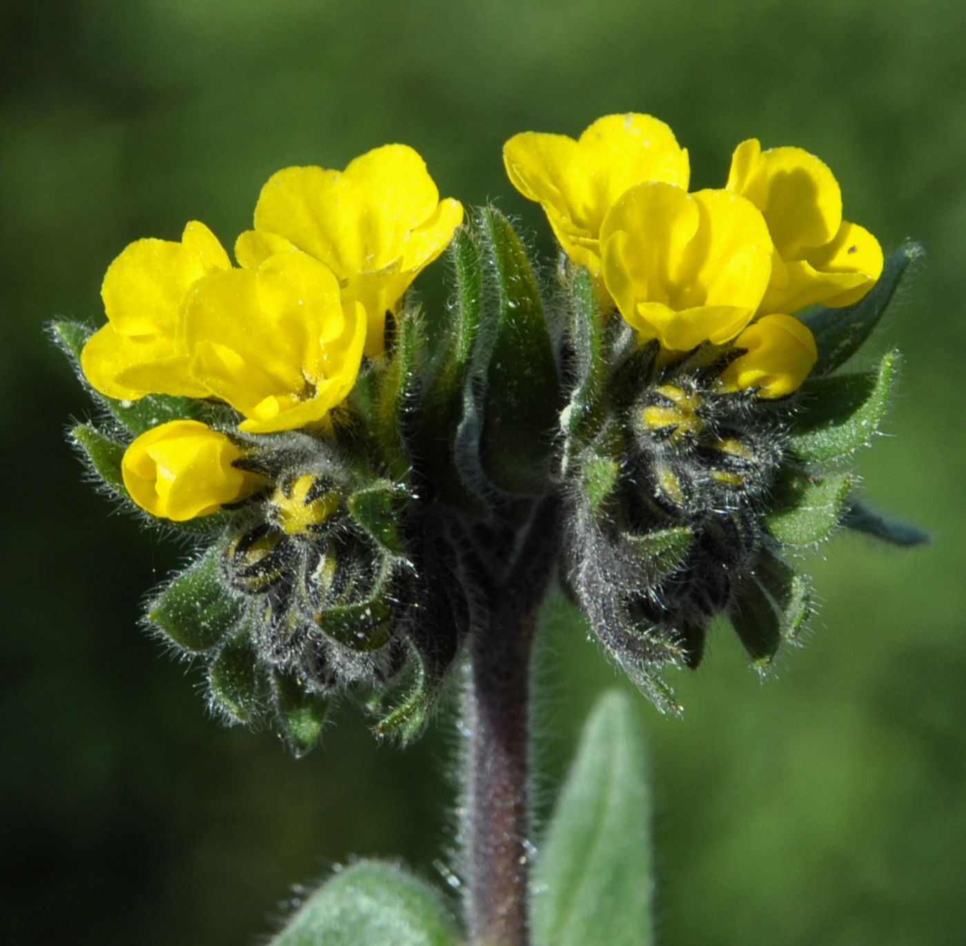 Image of Alkanna orientalis specimen.