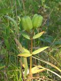 Fritillaria camschatcensis. Верхушка плодоносящего растения. Магаданская обл., окр. Магадана, пос. Снежная Долина, пойменный лес р. Дукча. 21.08.2011.