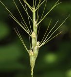 Aegilops triuncialis