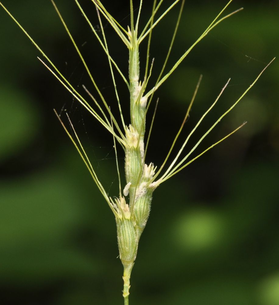 Image of Aegilops triuncialis specimen.