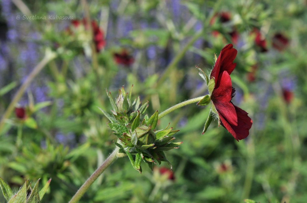 Изображение особи Potentilla thurberi.