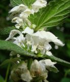 Lamium album