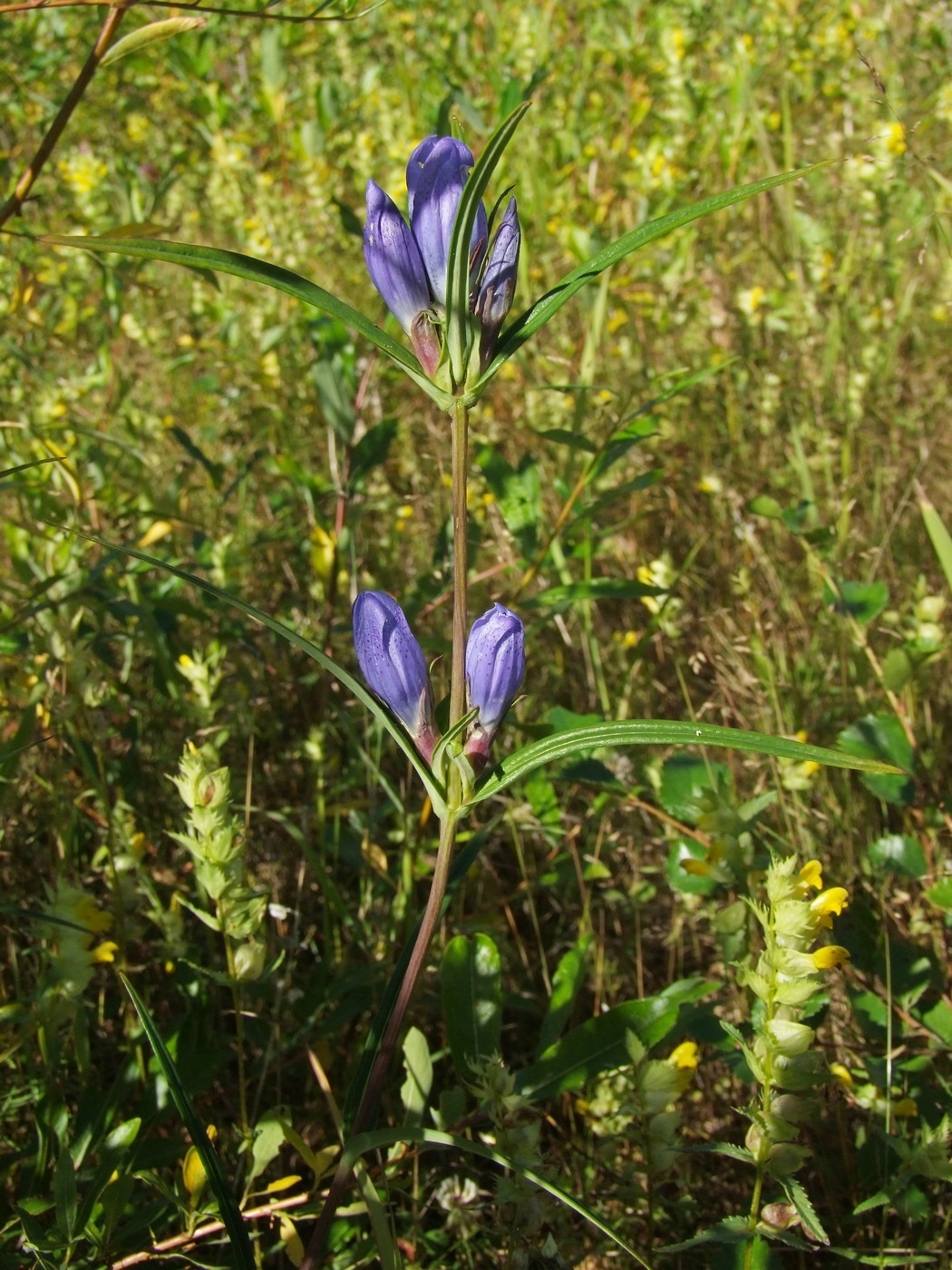 Изображение особи Gentiana triflora.