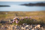 Oxytropis sordida. Цветущее растение в сообществе с Festuca и Luzula на обочине грунтовой дороги. Мурманская обл., Кольский р-н, пос. Дальние Зеленцы. 20.06.2015.