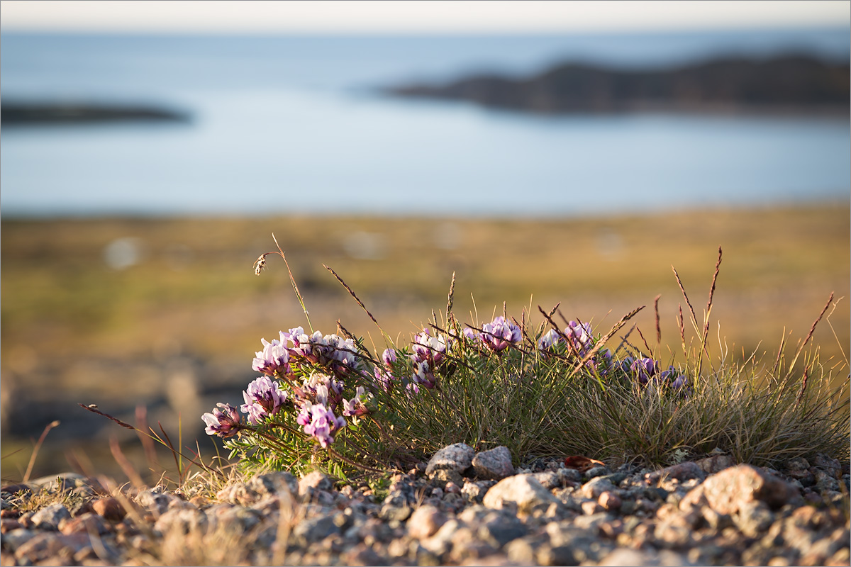 Изображение особи Oxytropis sordida.