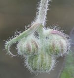 genus Crepis