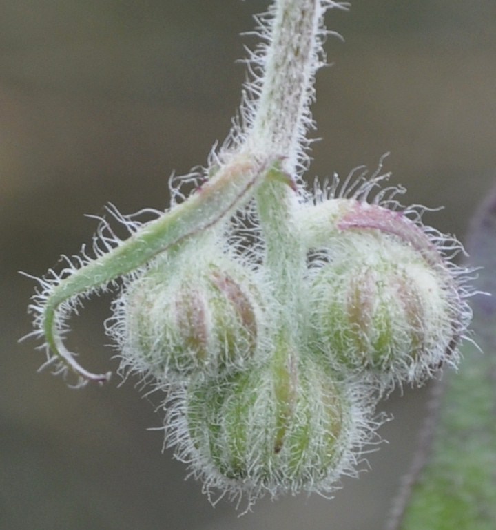 Изображение особи род Crepis.