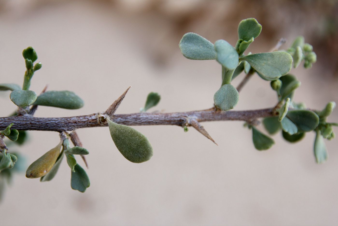 Image of Nitraria retusa specimen.