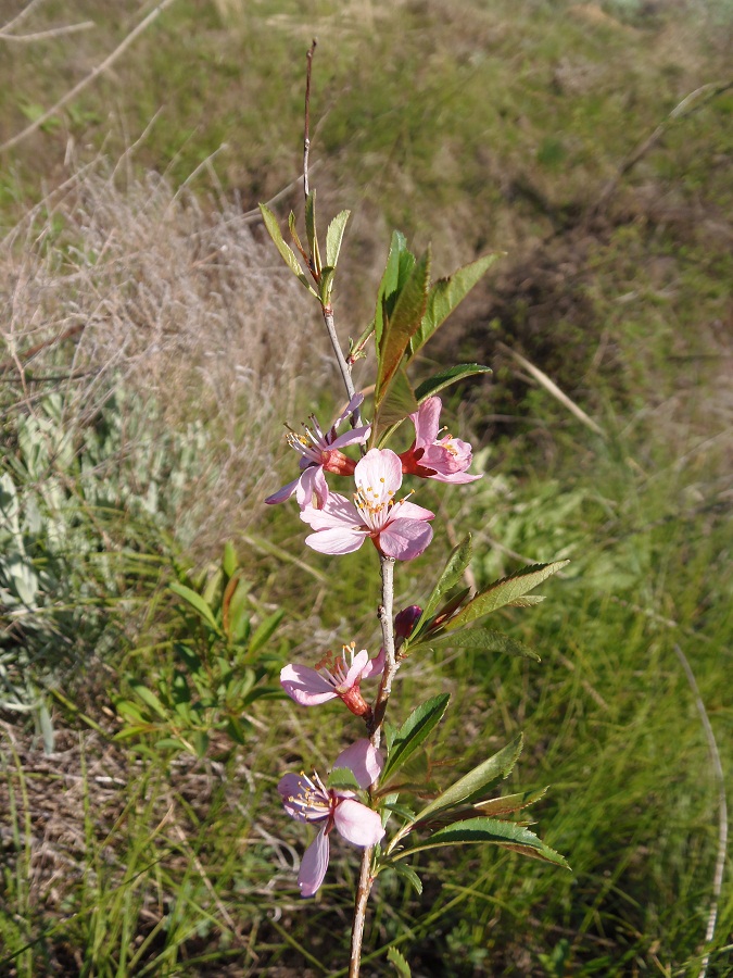 Изображение особи Amygdalus nana.