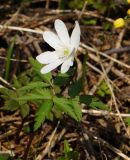 Anemone altaica