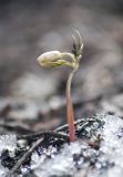 Anemone altaica