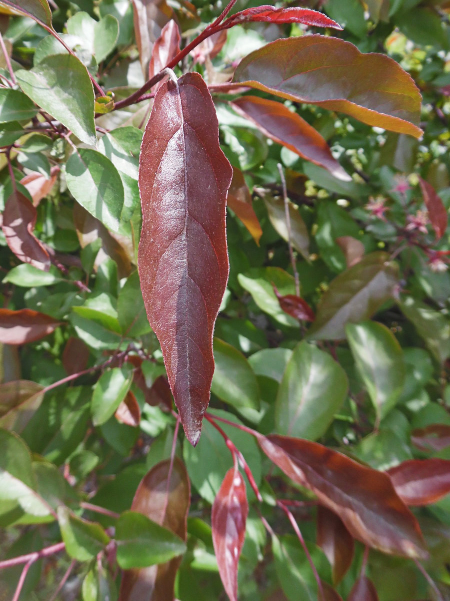 Изображение особи Malus &times; purpurea.