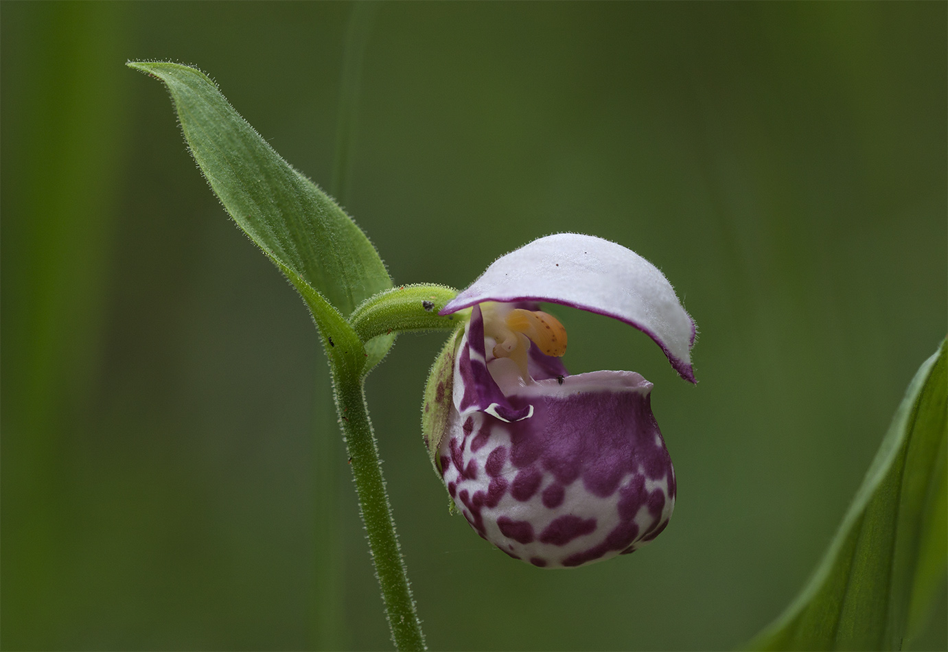 Изображение особи Cypripedium guttatum.