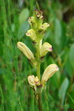 Image of taxon representative. Author is Марина Новикова