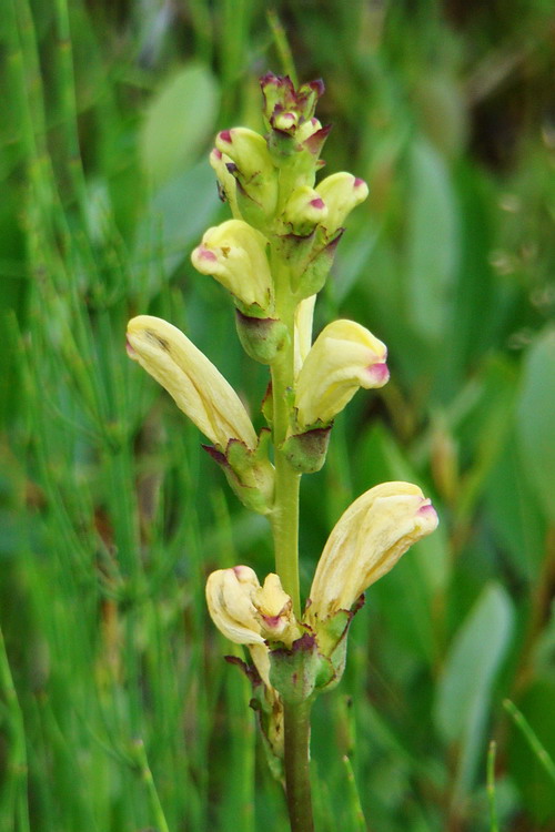 Image of Pedicularis sceptrum-carolinum specimen.