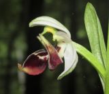 Ophrys oestrifera. Цветок. Краснодарский край, м/о город-курорт Сочи, окр. с. Хлебороб, лиственный лес. 12 июня 2017 г.