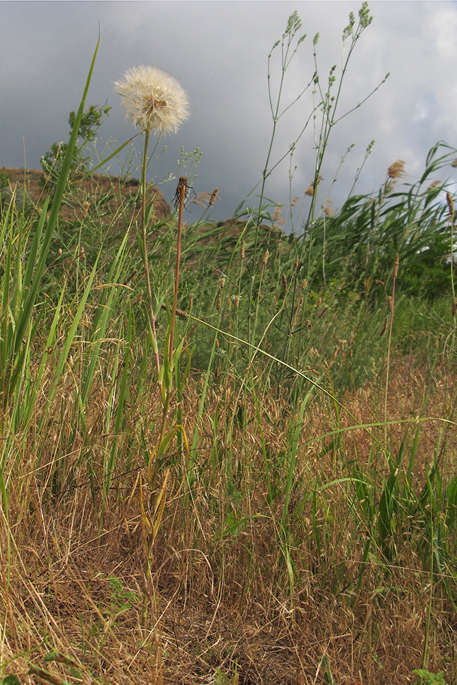 Изображение особи Tragopogon dubius.