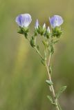 Linum hirsutum. Верхушка цветущего растения. Ростовская обл., Куйбышевский р-н, окр. с. Лысогорка, меловой склон. 16.06.2017.