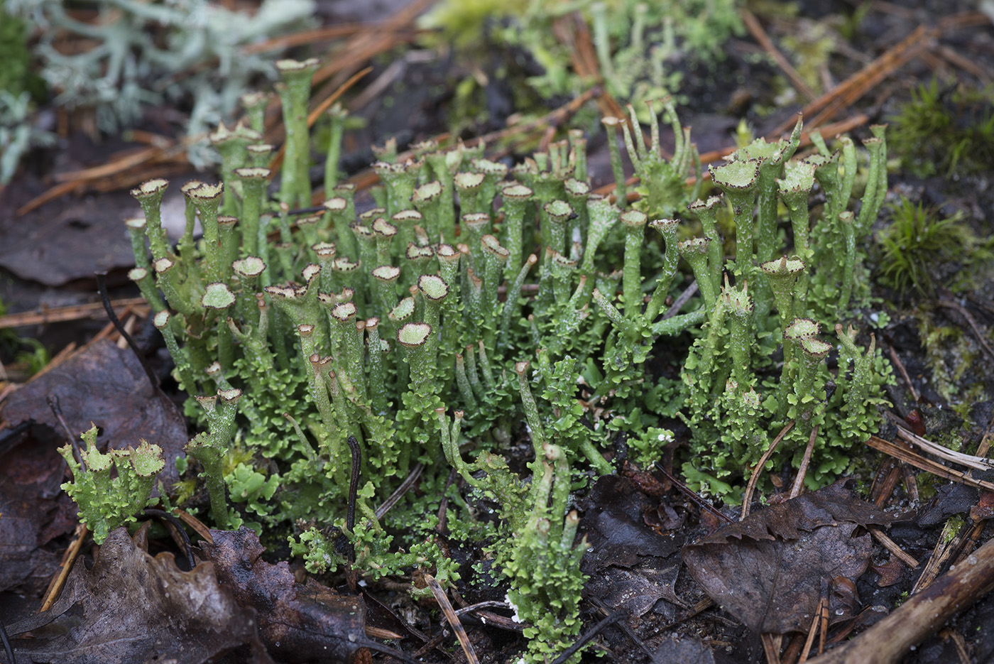 Image of Cladonia gracilis ssp. turbinata specimen.