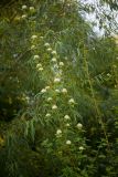 Physocarpus opulifolius. Ветвь с соцветиями. Кировская обл., окр. г. Кирово-Чепецк, пойма р. Вятка, одичавшая культура по краю придорожного мелколесья. 16.07.2017.