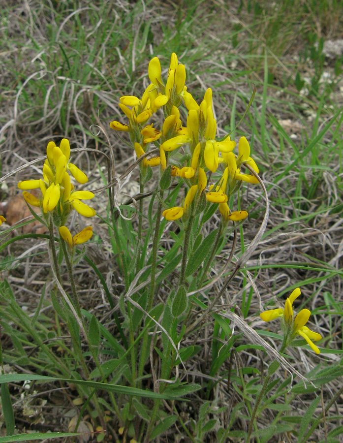 Image of Genista humifusa specimen.