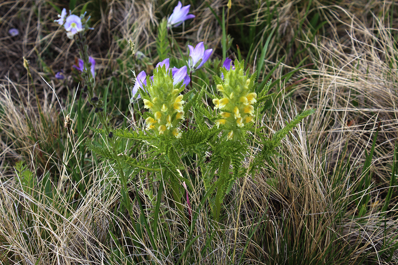 Image of Pedicularis condensata specimen.