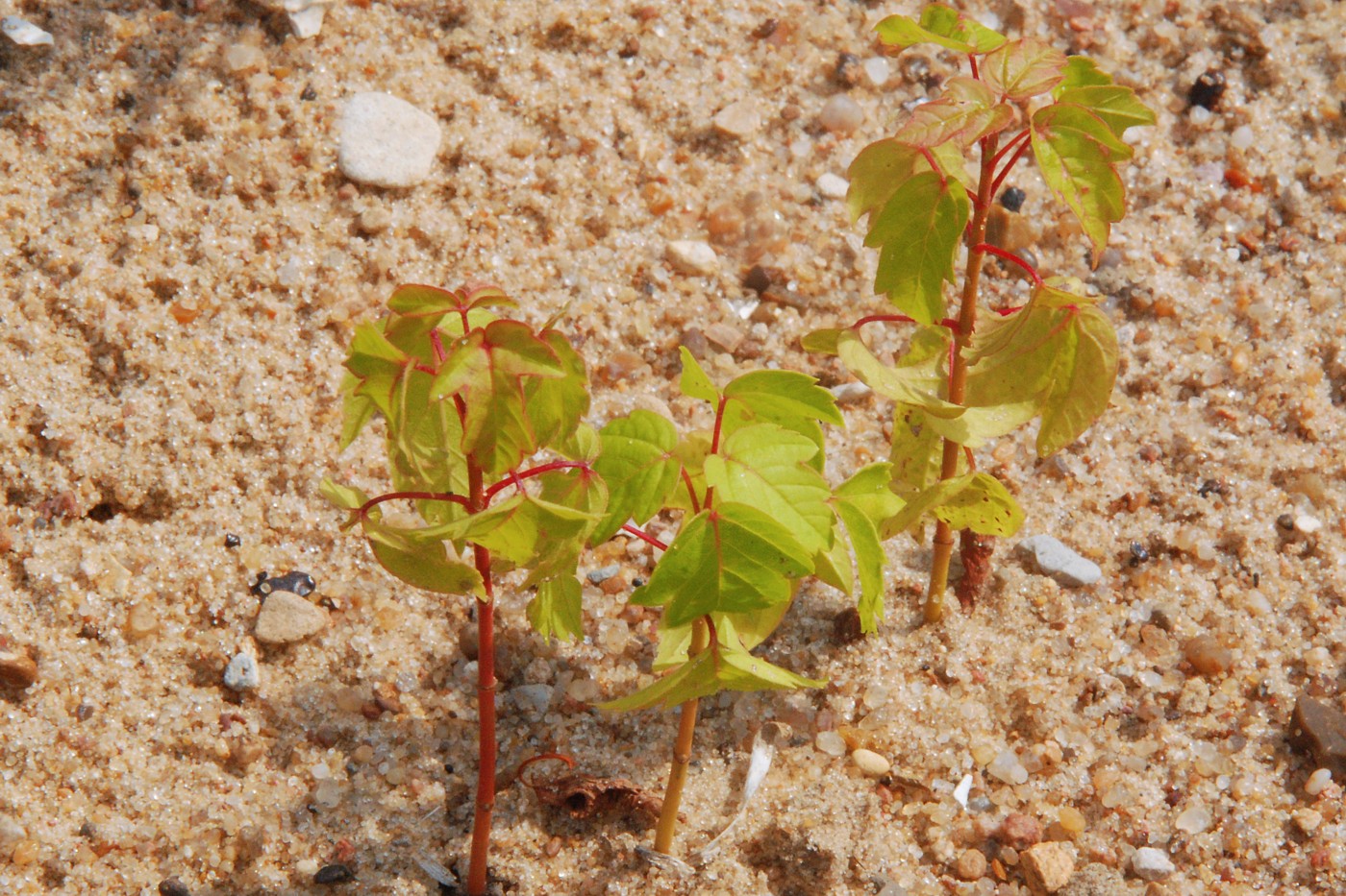 Image of Acer negundo specimen.