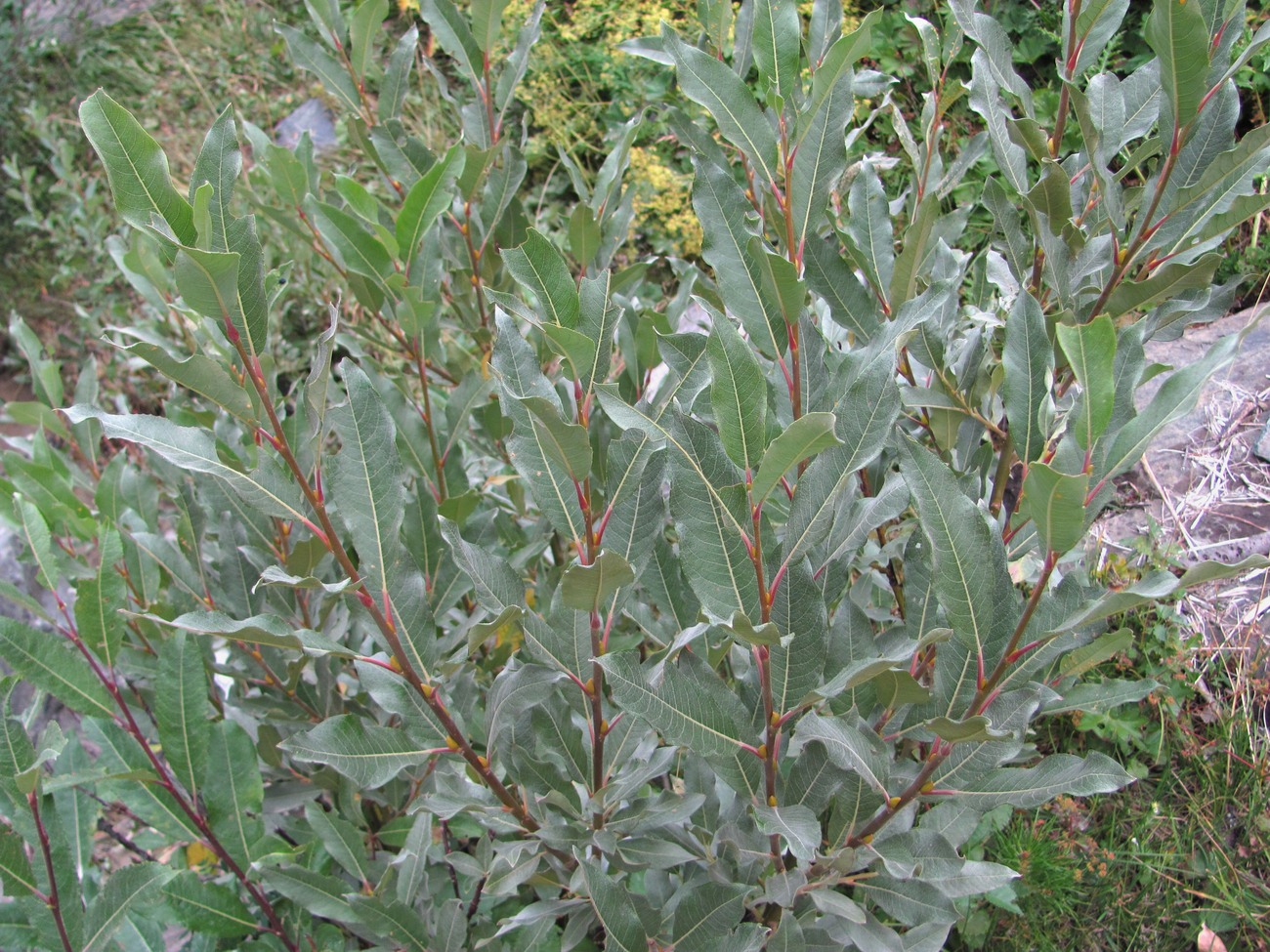 Image of Salix pantosericea specimen.