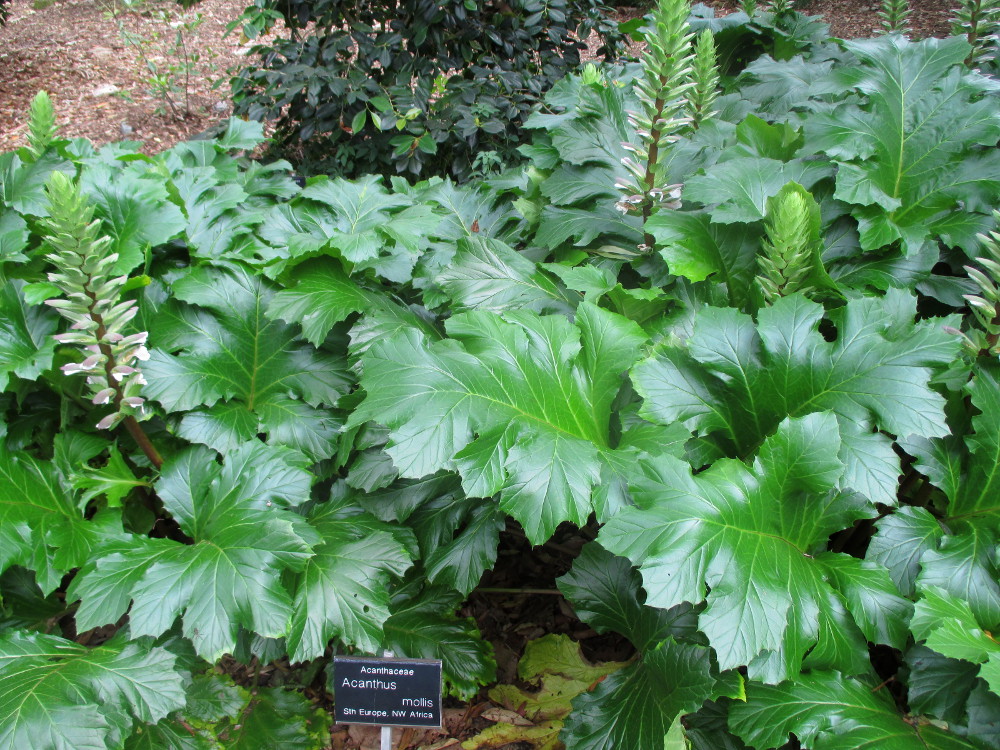 Image of Acanthus mollis specimen.