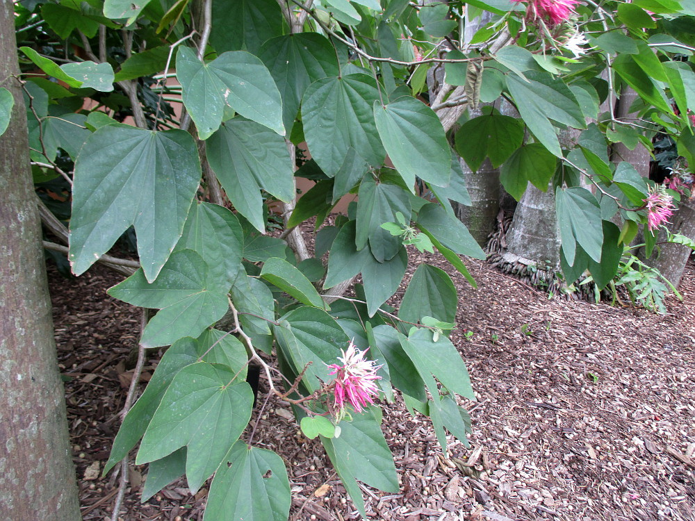 Image of Bauhinia divaricata specimen.