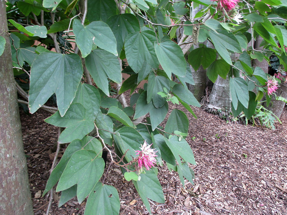 Image of Bauhinia divaricata specimen.