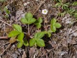 Fragaria vesca. Вегетирующее и цветущее растения. Ленинградская обл., Кировский р-н, окр. дер. Васильково; долина р. Лава, задернованная известняковая осыпь. 04.06.2017.