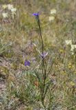 Gentianopsis barbata