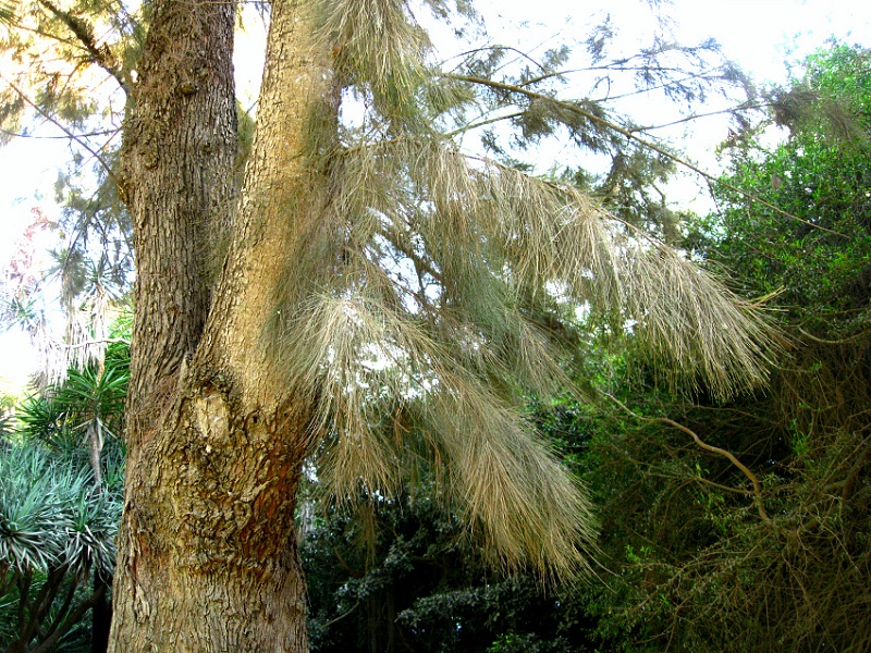 Изображение особи Casuarina cunninghamiana.