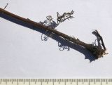 Artemisia marschalliana