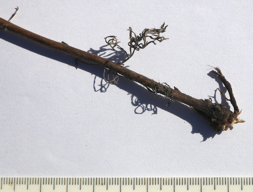 Image of Artemisia marschalliana specimen.