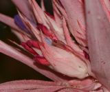 Aechmea fasciata