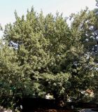 Quercus cerris