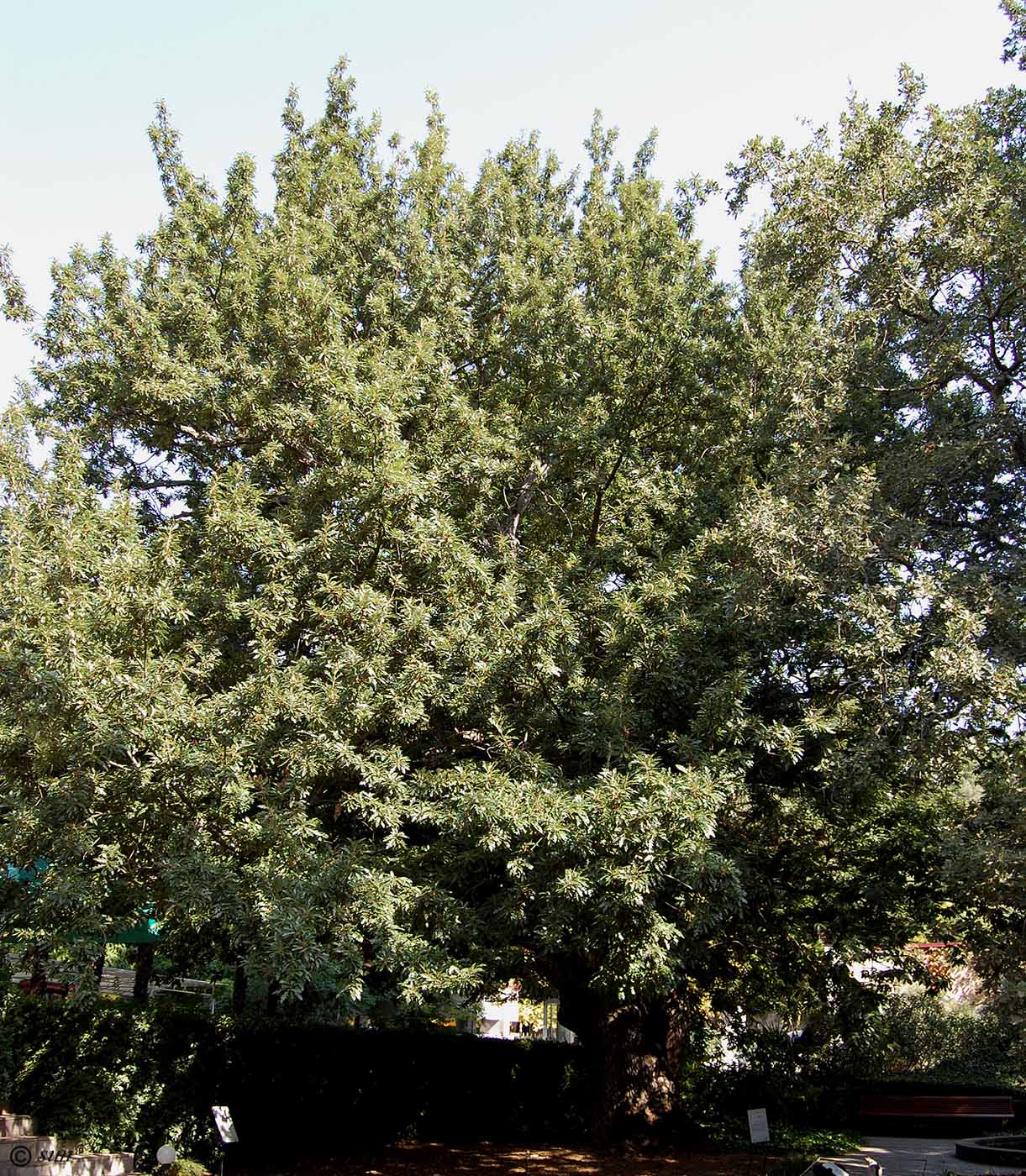 Image of Quercus cerris specimen.