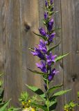 Campanula latifolia