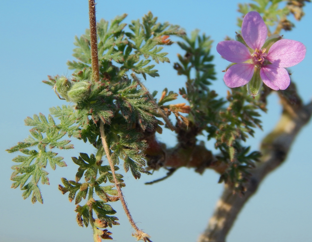 Изображение особи Erodium cicutarium.