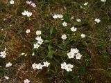 Claytonia acutifolia. Цветущее растение (цветки могут быть как розовыми, так и белыми). Магаданская обл., окр. г. Магадан, п-ов Старицкого, на нивальной лужайке. 12.07.2017.