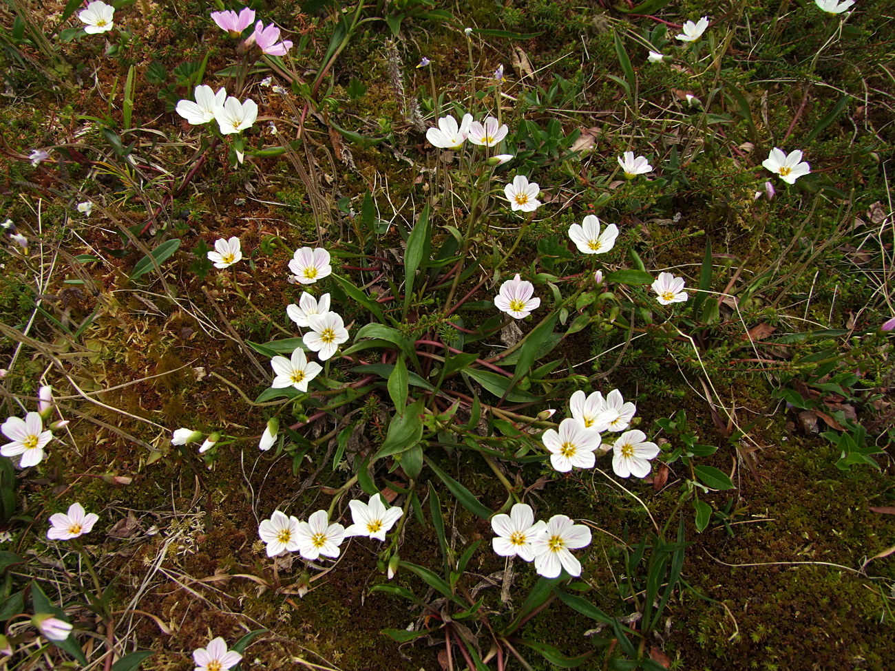 Image of Claytonia acutifolia specimen.