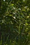 familia Poaceae