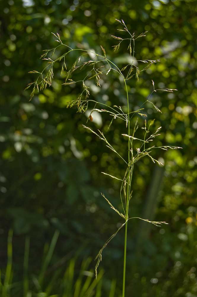 Изображение особи семейство Poaceae.