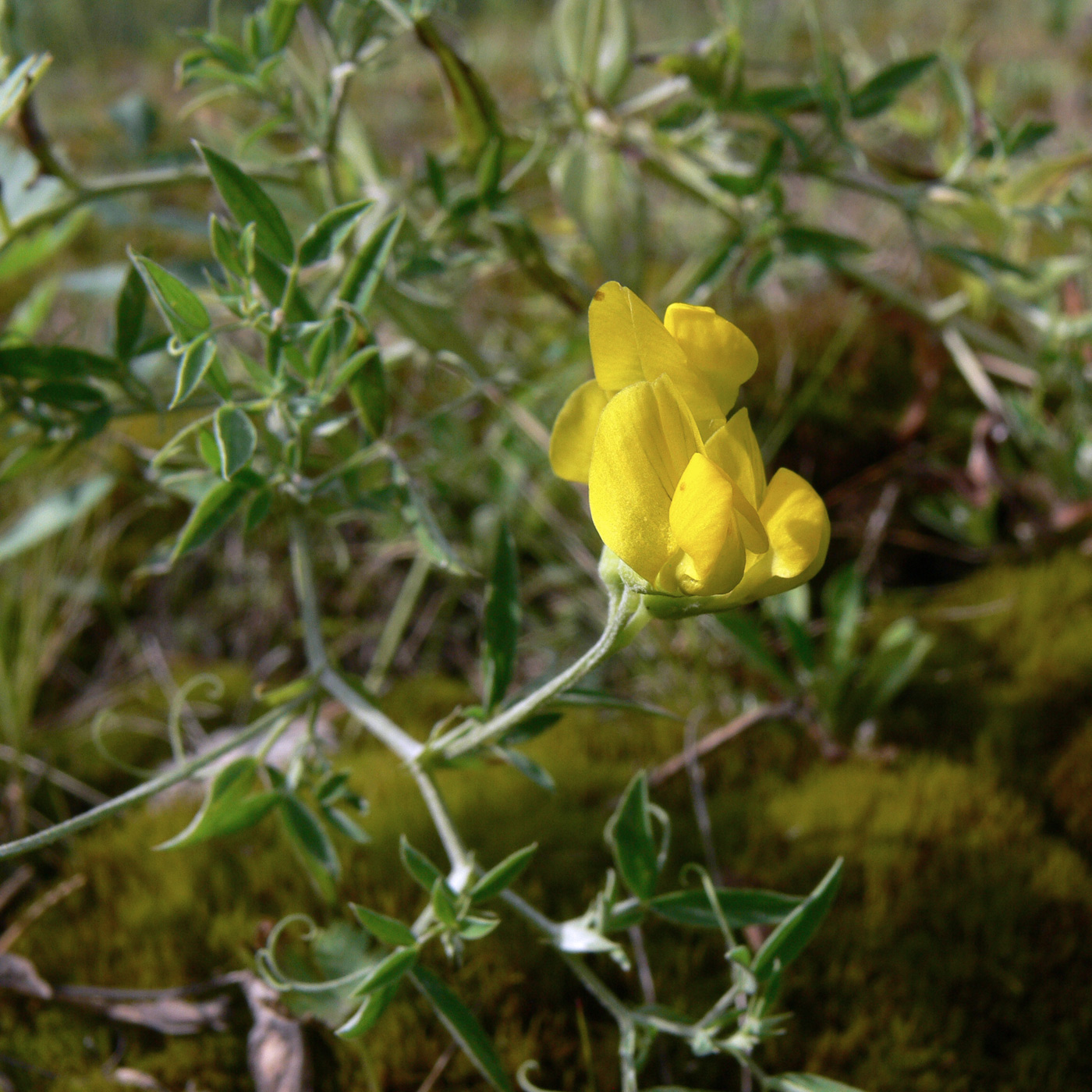 Image of Lathyrus pratensis specimen.